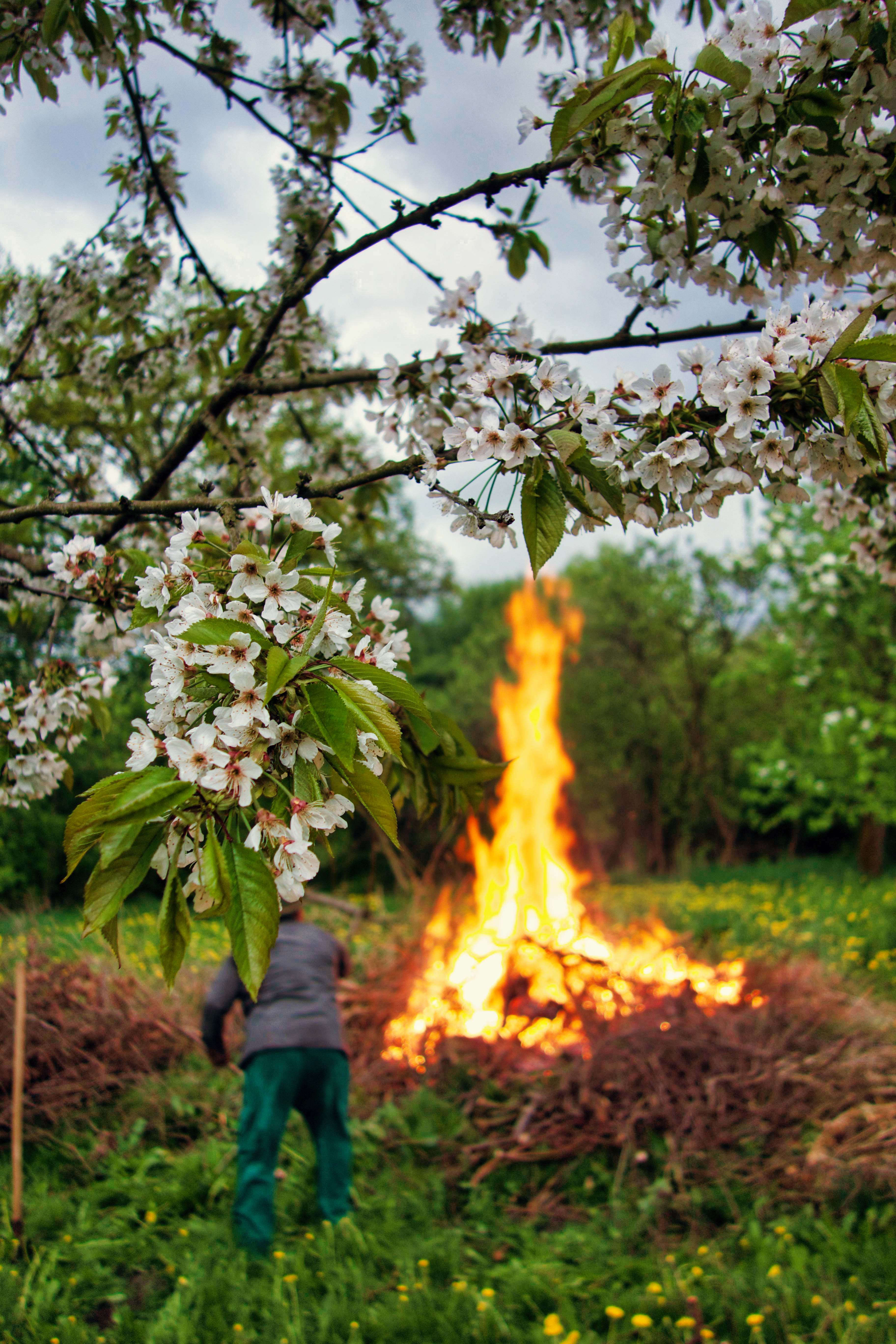 Cherry blossoms with warm lighting