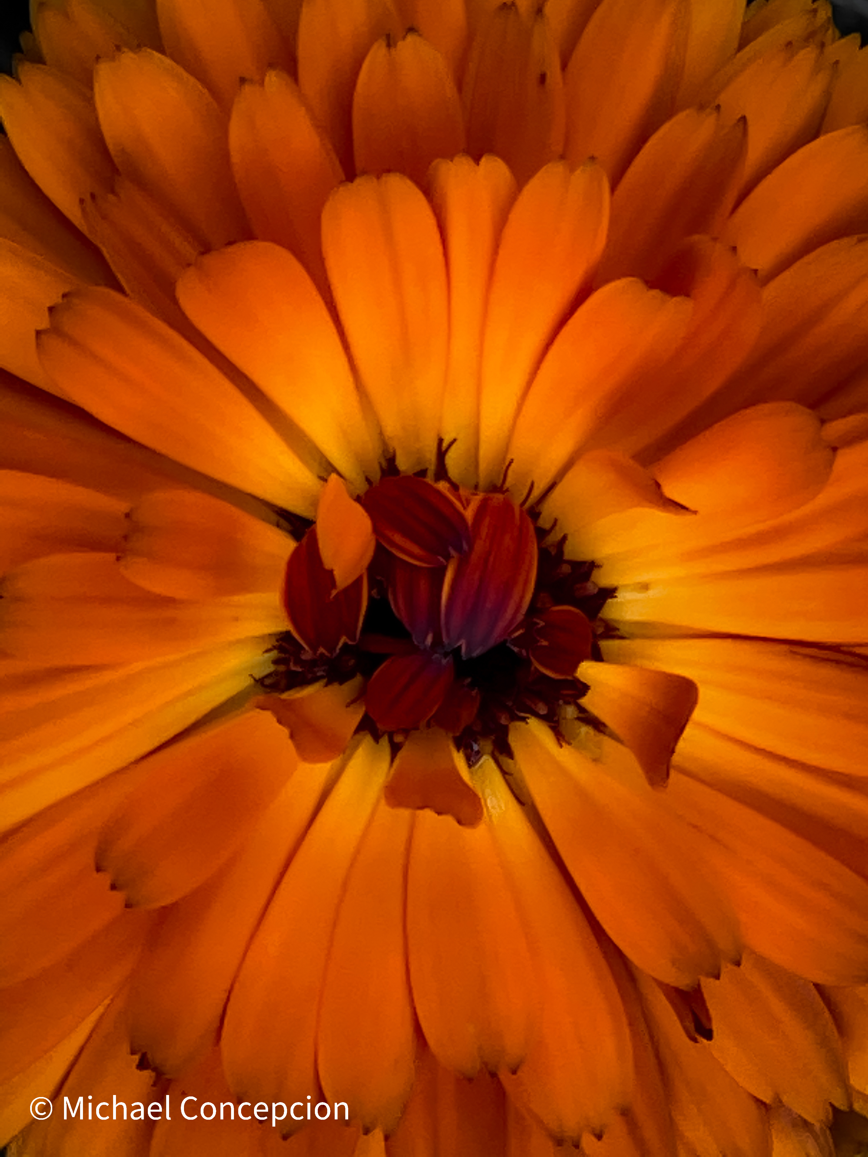 Close-up macro shot of an orange flower